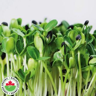 Sunflower Organic Shoots Thumbnail